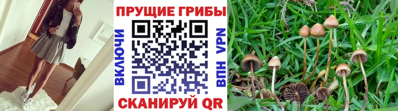 Псилоцибиновые грибы Psilocybine cubensis где купить наркотик OMG онион Прохладный